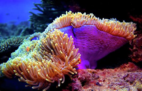 Diving the Kwajalein Atoll 2 Photograph by Lee Craker