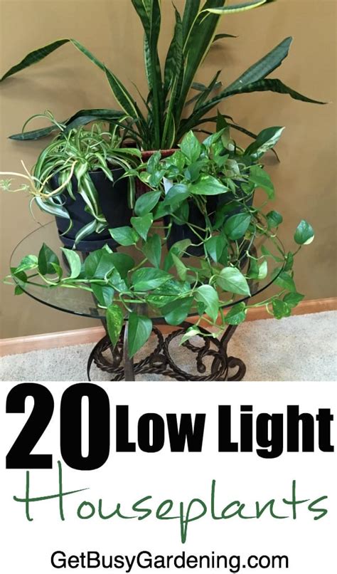 20 Low Light Houseplants (that are also easy to grow!)