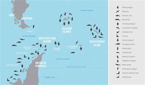 Top 101+ How many species of animals are there in antarctica - Merkantilaklubben.org