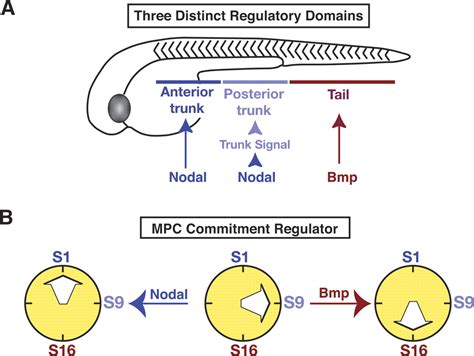 The regulation of mesodermal progenitor cell commitment to somitogenesis subdivides the ...