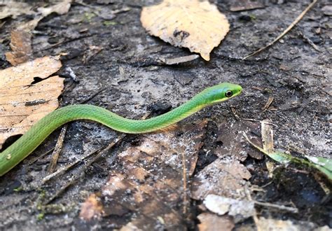 Non-Venomous Snakes - Big Thicket National Preserve (U.S. National Park Service)