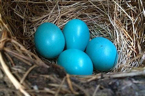 Why Are Robin Eggs Blue?