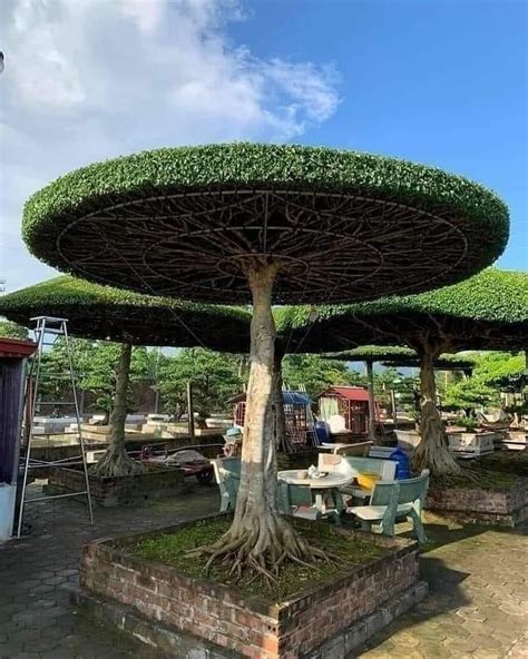 Umbrella Tree. ️🎄🌲👌 | Backyard landscaping, Backyard landscaping designs, Garden landscape design