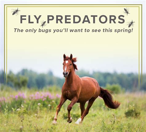 A Natural Approach: Understanding Fly Predators – The Cheshire Horse