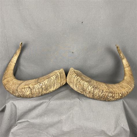 Antlers & Horns for Sale — Claw, Antler & Hide Co.