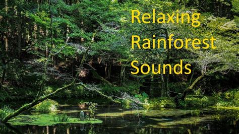 Relaxing Rainforest Sounds [With Relaxing Music] and (Relaxing Nature Sounds) - YouTube