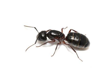 Black Carpenter Ant Queen on White Background Stock Photo - Image of ...