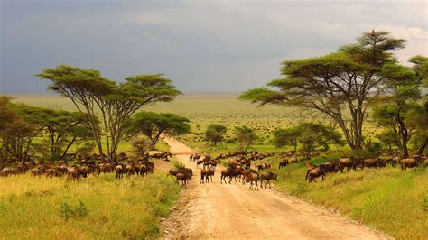 These Are the Places Top Travel Agents Say You Absolutely Must Visit Savanna Biome, Arusha ...