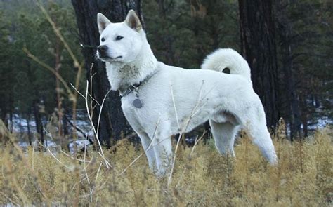 Kishu Ken Dog Behavior - Loyal Temperament, Intelligent Personality and Kid Friendly