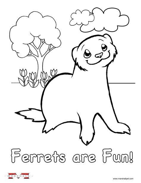 Ferret Coloring Page | The Laurie Berkner Band