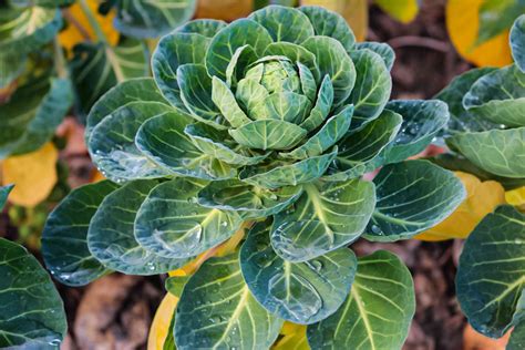 How to Grow and Care for Brussels Sprouts