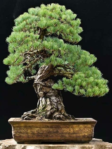 Norway Spruce Bonsai Seedling