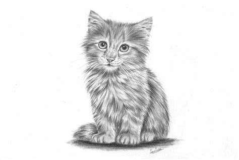 Realistic Cat Drawing at PaintingValley.com | Explore collection of ...