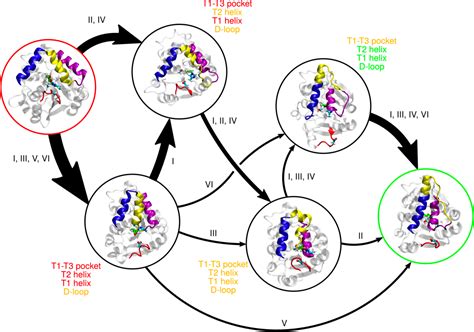 Effect of Histidine Covalent Modification on Strigolactone Receptor Activation and Selectivity ...