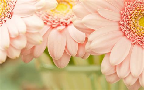 Light Pink Flowers wallpaper | 1440x900 | #78282