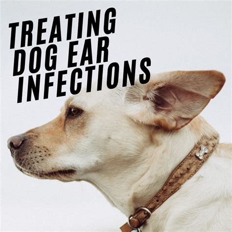 Dog Ear Infections: Signs and Causes, Remedies, and How to Clean Dog ...