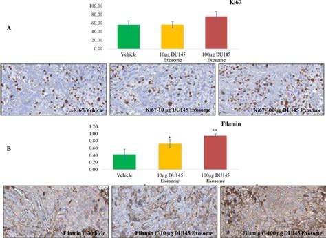 Immunohistochemical analysis. Immunohistochemical analysis of ( A )... | Download Scientific Diagram