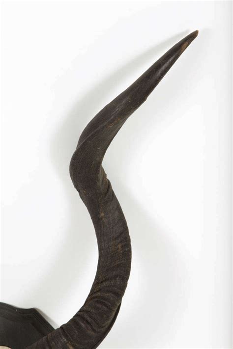 African Kudu Antlers at 1stDibs