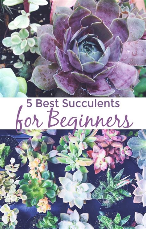 5 Best Succulents for Beginners - Desperately Seeking Gina