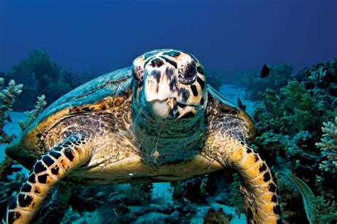 Hawksbill | turtle | Britannica