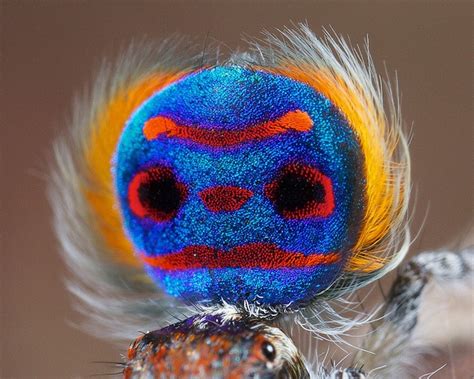 Peacock Spiders Are A Vibrantly Colored Rare Species, See Photos Here