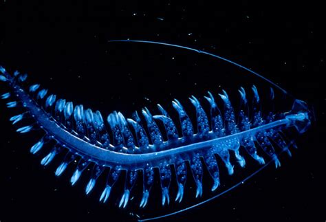 This Deep Sea Alien Worm, Tomopteris, Is Utterly Captivating | Featured ...