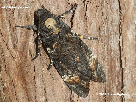 Death’s-head Hawkmoth (Acherontia atropos) | Wildlife Insight