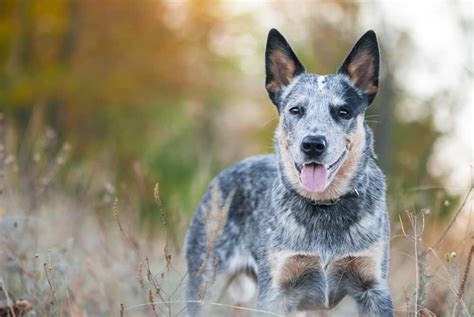 Blue Heeler Ultimate Guide: Pictures, Characteristics, & Facts ...