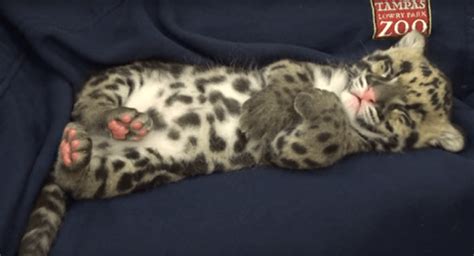 Sleeping Clouded Leopard Cub Is The Sweetest Thing You Will See All Day