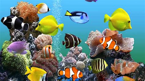 Saltwater Fish Wallpapers - Top Free Saltwater Fish Backgrounds - WallpaperAccess