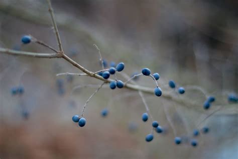 HD wallpaper: fruit, blueberry, plant, food, winter, sphere, photography | Wallpaper Flare