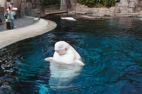 Vancouver Aquarium ~ Vancouver, Canada