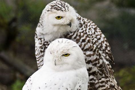 14 Facts About the Splendid Snowy Owl