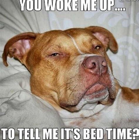 Pitbull Dog Meme - Goimages Base