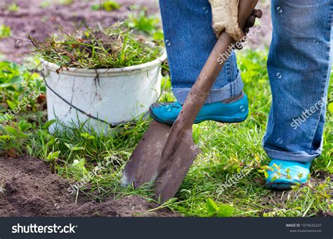 Sod Removal — Lawn to Wildflowers