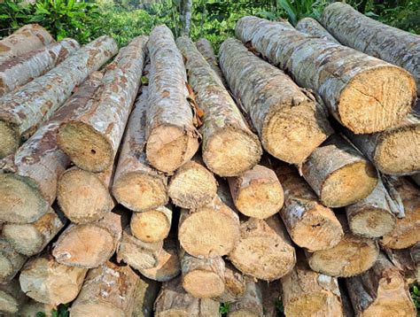 Tumpukan Batang Kayu Industri Kayu Hutan Kayu Penebangan Foto Stok - Unduh Gambar Sekarang - iStock