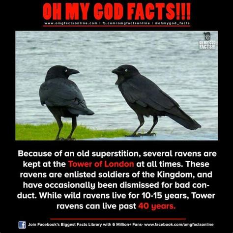 Ravens | Animal facts, Weird facts, Crow facts