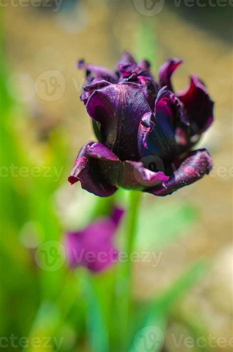 Beautiful fresh black tulip in spring time 3739072 Stock Photo at Vecteezy