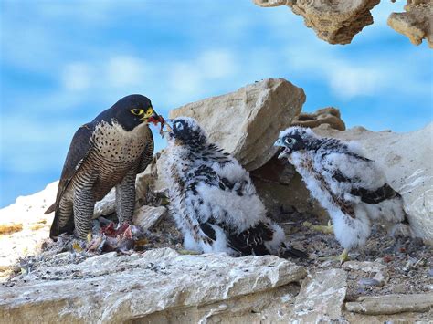 Peregrine Falcon Nesting: A Complete Guide | Birdfact