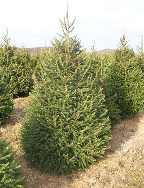 Norway Spruce | Circle City Trees