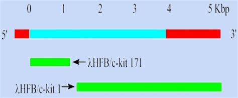 The role of c-KIT gene in cancer therapy | The Torch | Online short ...