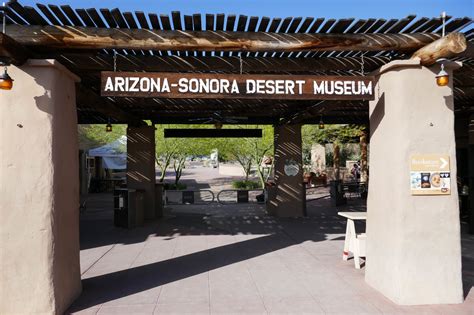 Saguaro: Arizona-Sonora Desert Museum | KTNPBlog