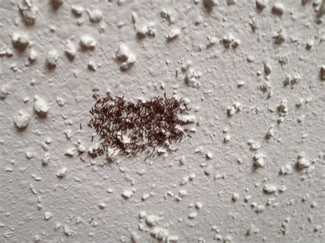 Moth Larvae On My Ceiling – Shelly Lighting