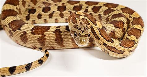 Sonoran gopher snake x corn snake hybrids - Colubrids - MorphMarket Reptile Community