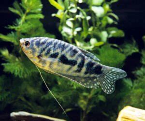 Opaline Gourami • Care Guide (Tank Setup, Mates & Diet)