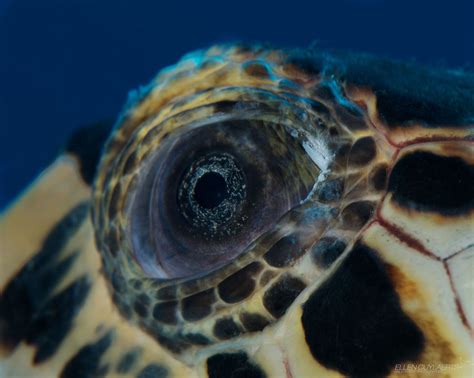 Behind the Lens: Photographing a Hawksbill Turtle Eye | Underwater photographer, Turtle ...