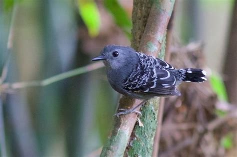 a black and white bird perched on a tree branch