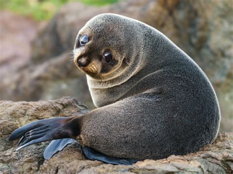 TIL sea lion pups are cute af : r/aww