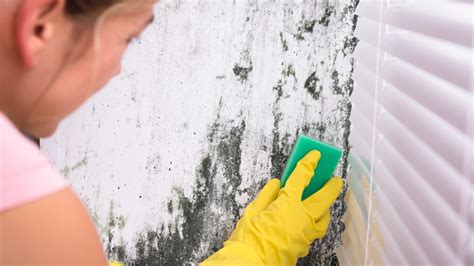 Four tips to prevent mould in your home as everyday activities risk ...