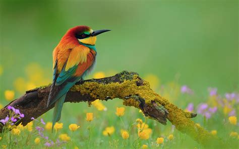 Bird Wallpapers HD Free Download